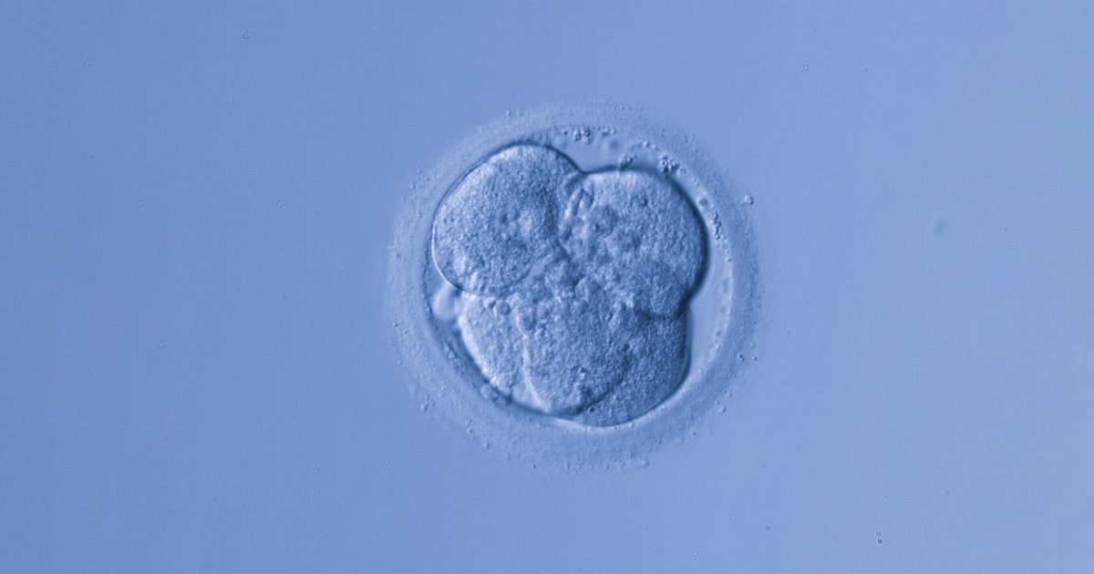 Embryo Grading In In Vitro Fertilization (IVF) | Esco Medical